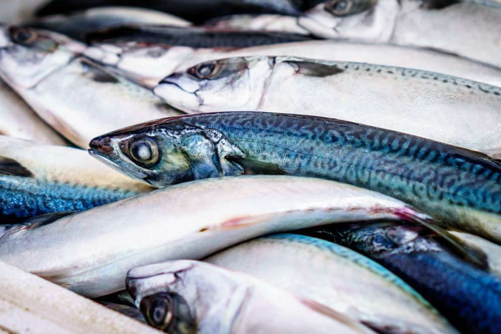 Ikan mentah