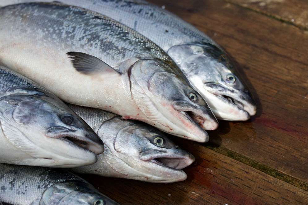 Ikan mentah