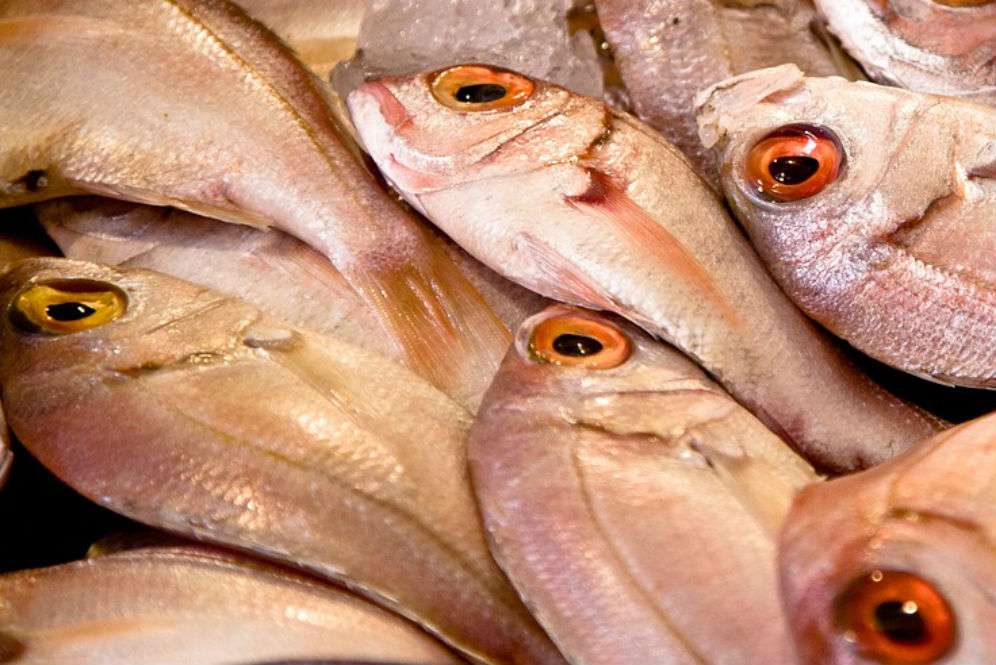 Ikan mentah