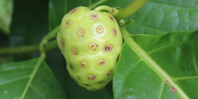 8 Manfaat Buah Mengkudu, Sudah Tahu?