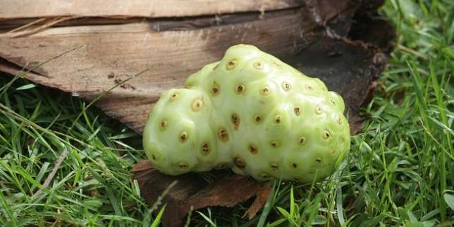 8 Manfaat Buah Mengkudu, Sudah Tahu?