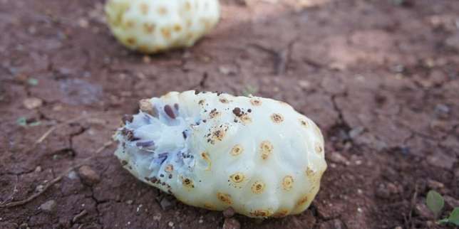 8 Manfaat Buah Mengkudu, Sudah Tahu?