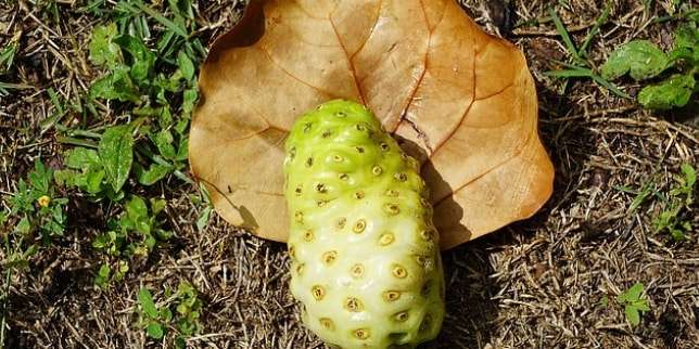 8 Manfaat Buah Mengkudu, Sudah Tahu?