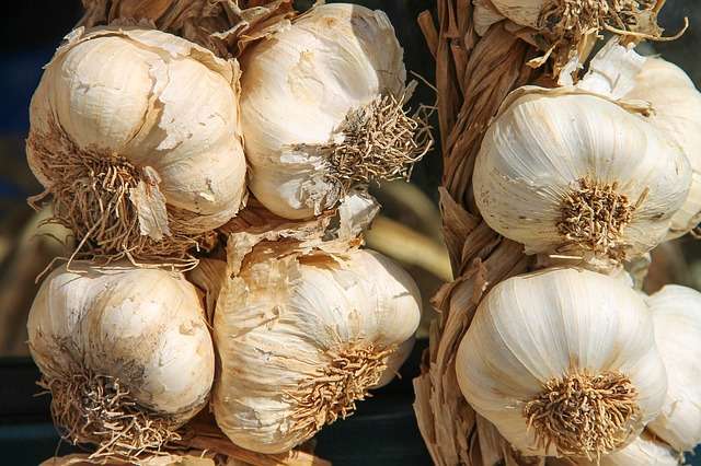 Bawang Putih
