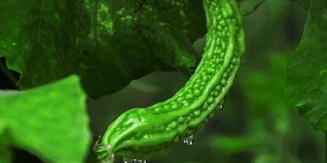 Inilah Manfaat Sayur Pare bagi Kesehatan Tubuh