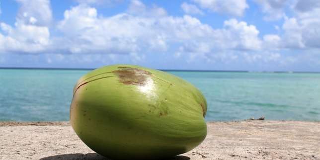 5 Manfaat Air kelapa muda Muda bagi Kesehatan Tubuh