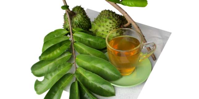5 Manfaat Daun Sirsak, Sayang untuk Dilewatkan