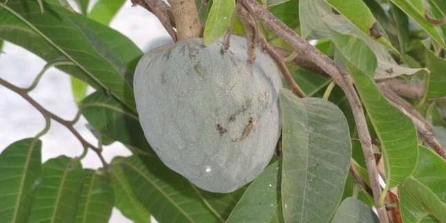 5 Manfaat Daun Sirsak, Sayang untuk Dilewatkan