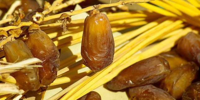 Manfaat Buah Kurma, Si Kecil nan Manis