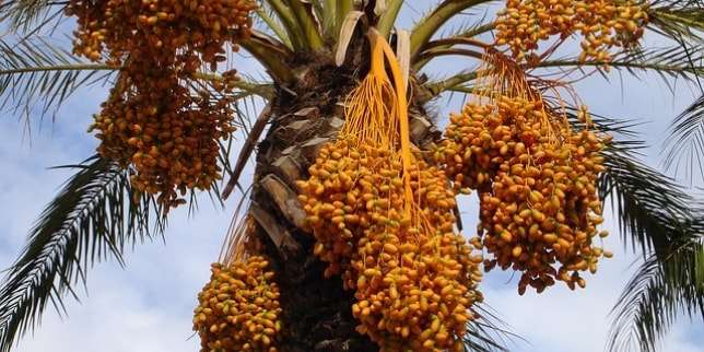 Manfaat Buah Kurma, Si Kecil nan Manis