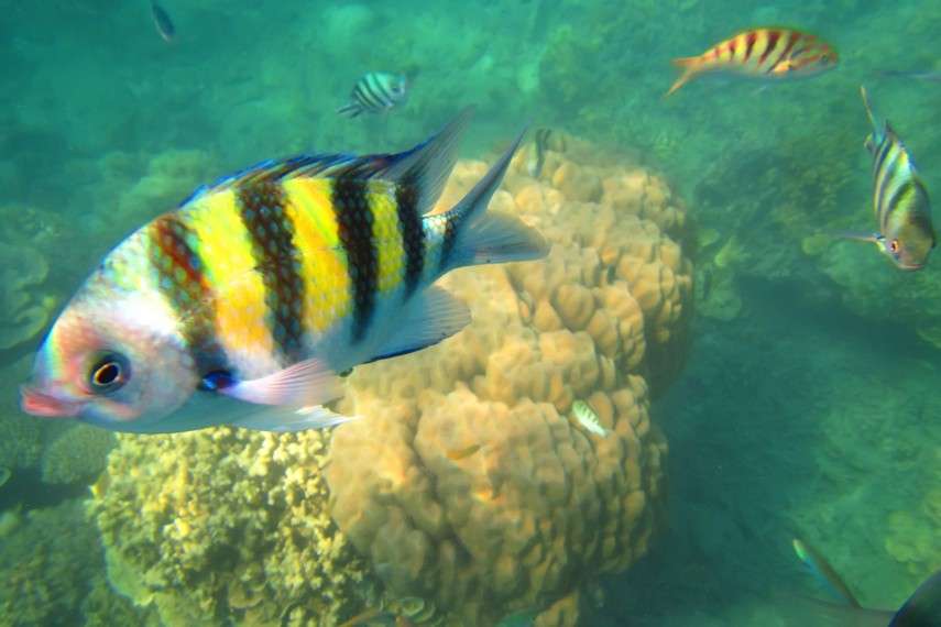 Pulau Air
