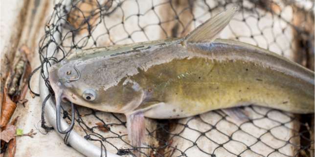 Inilah 6 Manfaat Ikan Lele yang Jarang Diketahui Orang!