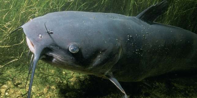 Inilah 6 Manfaat Ikan Lele yang Jarang Diketahui Orang!