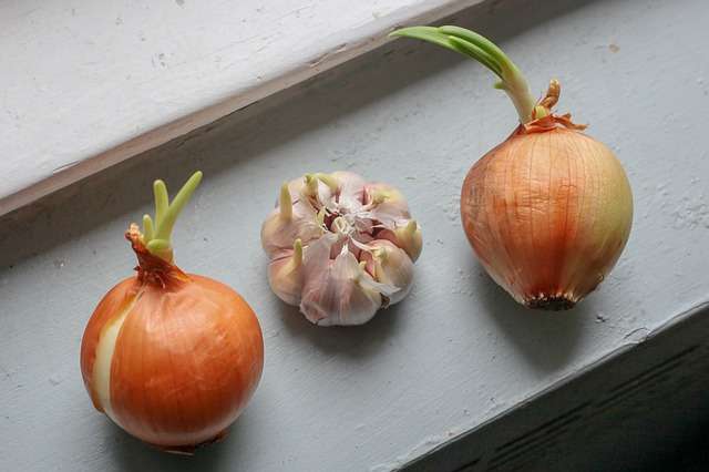Bawang Putih