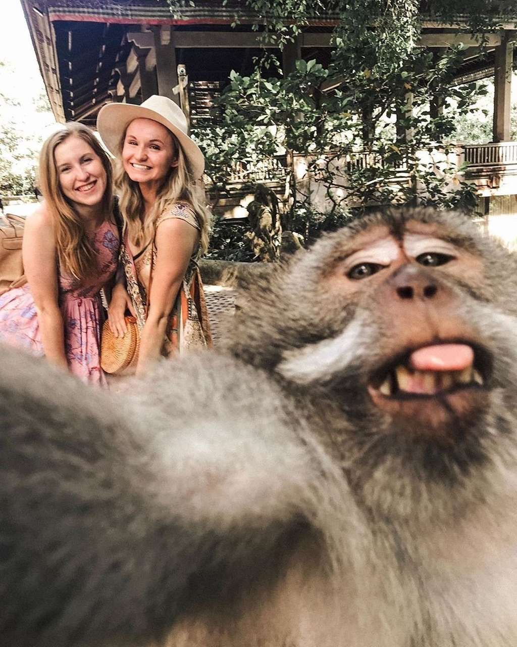 monyet