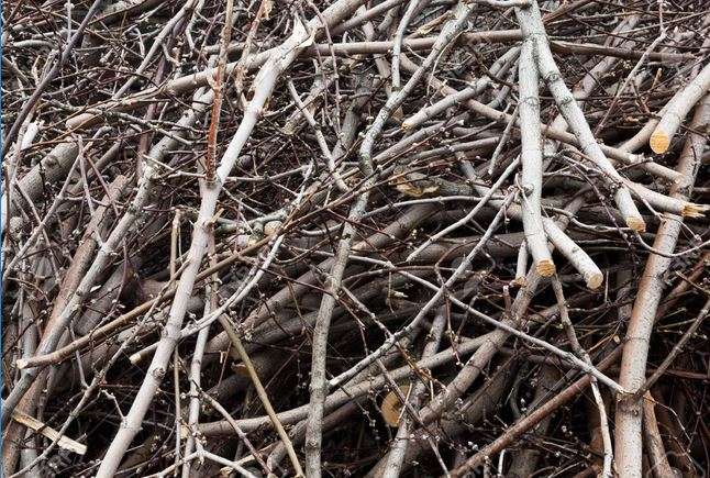 12 Cara Menagkal Rayap, Si Pembuat Rusak Perabotan Rumah
