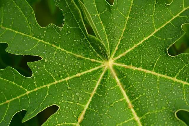 Daun Pepaya