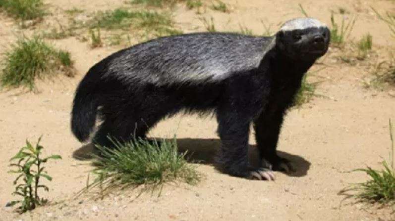 Kotoran Kotoran