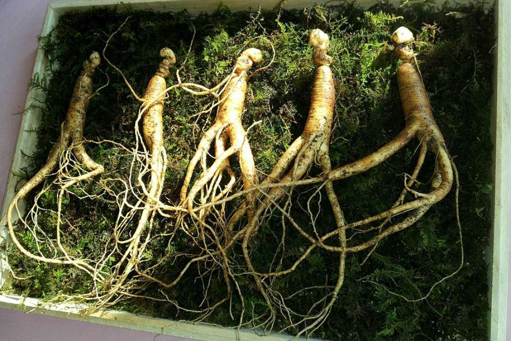 Ginseng