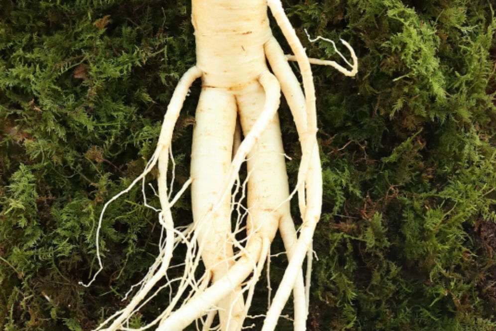 Ginseng