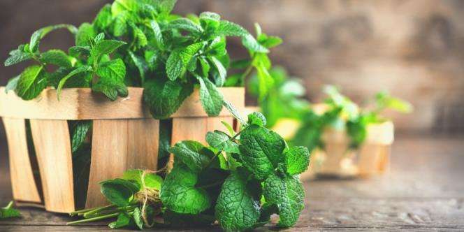 Menghilangkan bekas luka yang menghitam dengan daun mint..