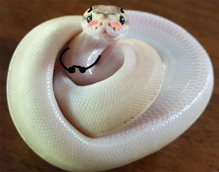 Ular
