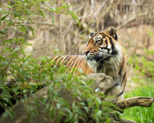 Harimau Sumatera