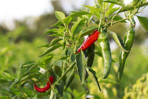 Cara merawat cabe rawit di pot atau polybag