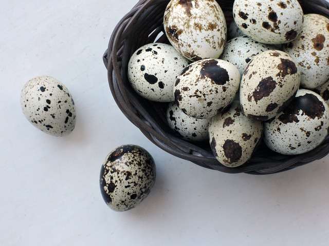 10 Manfaat Telur Puyuh bagi Kesehatan Tubuh