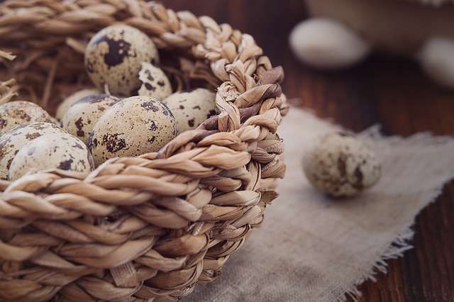 10 Manfaat Telur Puyuh bagi Kesehatan Tubuh