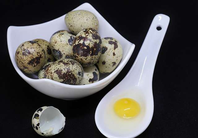 10 Manfaat Telur Puyuh bagi Kesehatan Tubuh