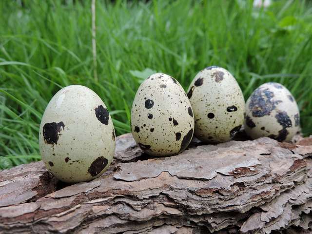 10 Manfaat Telur Puyuh bagi Kesehatan Tubuh