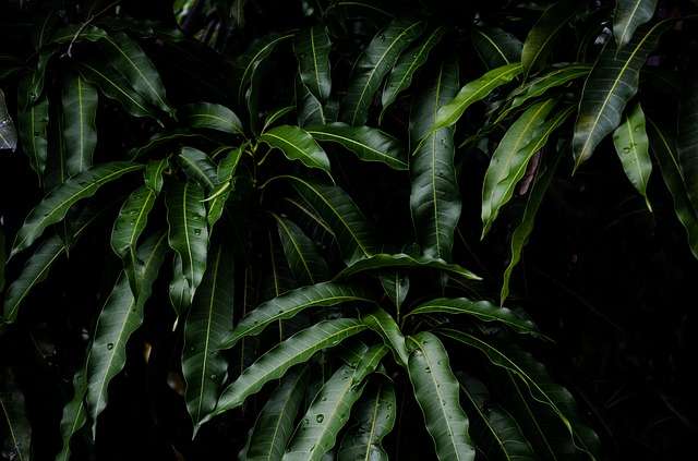 6 Manfaat Daun Mangga Bagi Tubuh yang Tak Disadari