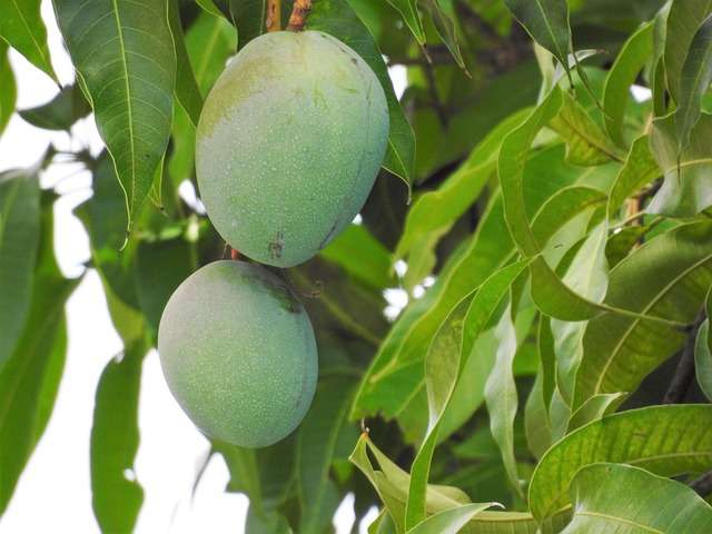 6 Manfaat Daun Mangga Bagi Tubuh yang Tak Disadari