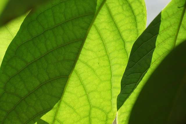 6 Manfaat Daun Mangga Bagi Tubuh yang Tak Disadari
