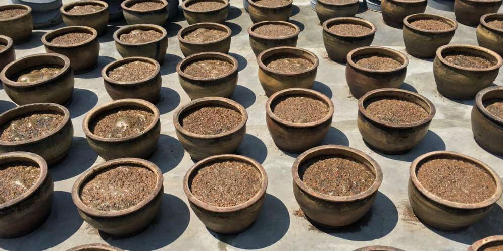 Kedelai untuk tauco Kedelai untuk tauco