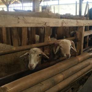 Kamu bisa melihat peternakan domba di Saung Sarongge
