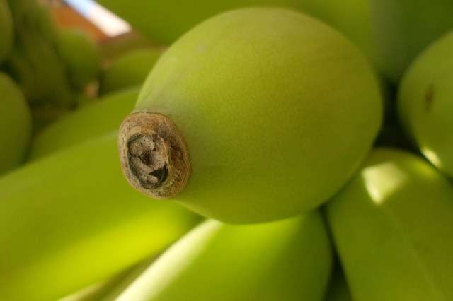 6 Manfaat Buah Pisang Mentah Bagi Kesehatan Tubuh