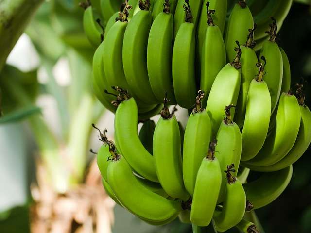 6 Manfaat Buah Pisang Mentah Bagi Kesehatan Tubuh