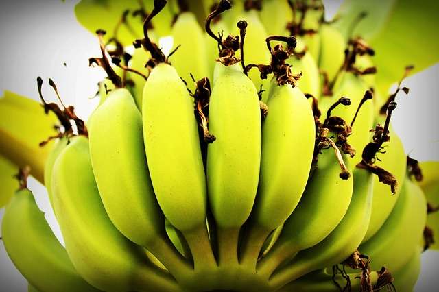 6 Manfaat Buah Pisang Mentah Bagi Kesehatan Tubuh