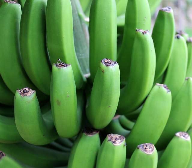 6 Manfaat Buah Pisang Mentah Bagi Kesehatan Tubuh