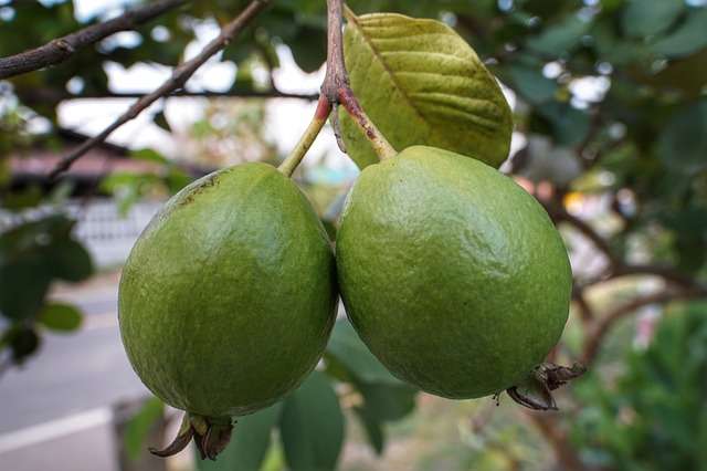 9 Manfaat Buah Jambu Bagi Kesehatan Tubuh