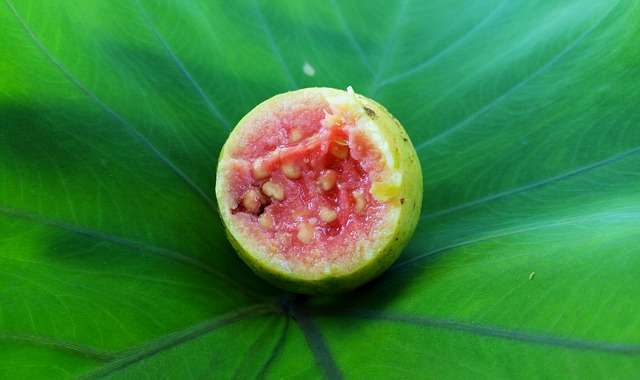 9 Manfaat Buah Jambu Bagi Kesehatan Tubuh