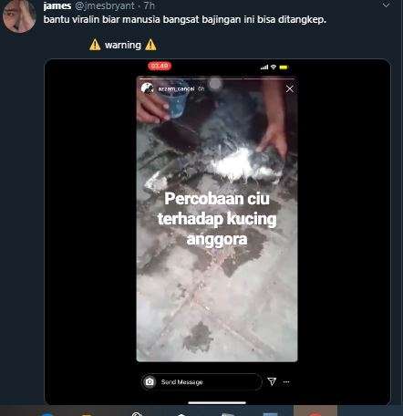 Percobaan ciu pada kucing anggora
