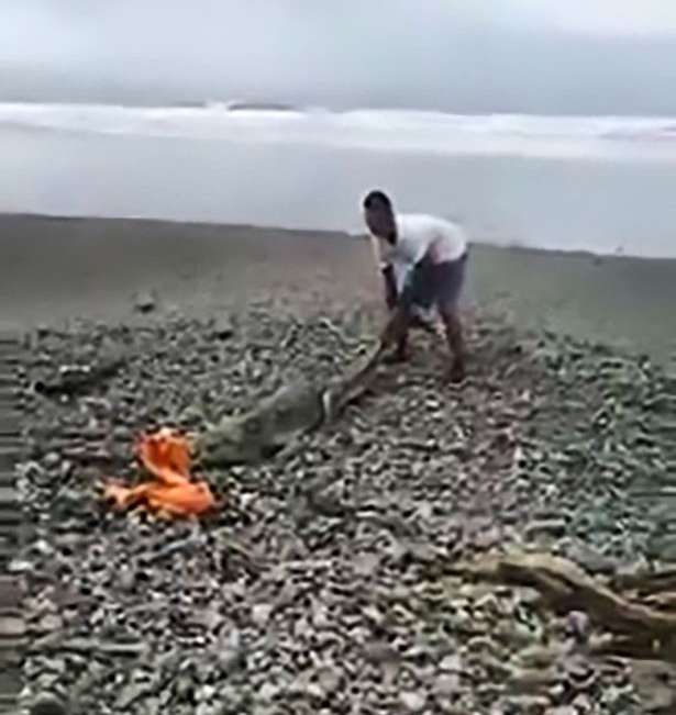 Menangkap buaya muara dengan handuk.