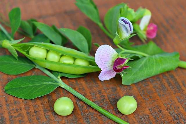 8 Manfaat Kacang Polong yang Jarang Disadari
