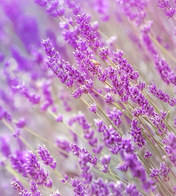 8 Cara Menggunakan Minyak Esensial Lavender Untuk Kulit dan Rambut 8 Cara Menggunakan Minyak Esensial Lavender Untuk Kulit dan Rambut