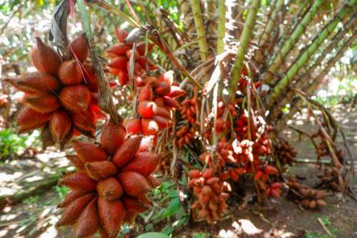 salak