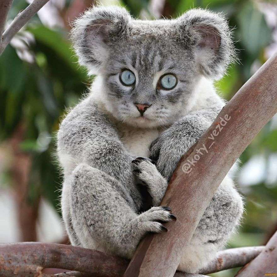 Kucing