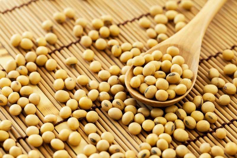 Kacang Kedelai